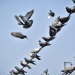 Derfor ødelægger duer din ejendom (og din sundhed).